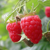 1 Heritage Raspberry Plant Live for Planting, 14-20 Inch Height, Red Raspberry Bush Live Plant Potted, Raspberry Fruit Tree