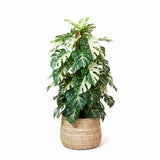 Monstera Plant Live, Rare Tropical Monstera Well Rooted, Live Philodendron Indoor Houseplant 4-8 Inches Ready to Grow (Variegated White Monstera)