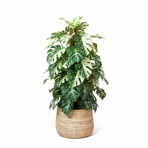 Monstera Plant Live, Rare Tropical Monstera Well Rooted, Live Philodendron Indoor Houseplant 4-8 Inches Ready to Grow (Variegated White Monstera)