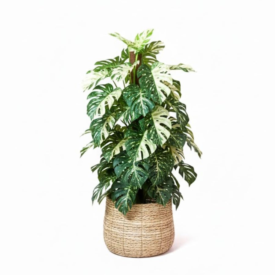 Monstera Plant Live, Rare Tropical Monstera Well Rooted, Live Philodendron Indoor Houseplant 4-8 Inches Ready to Grow (Variegated White Monstera)