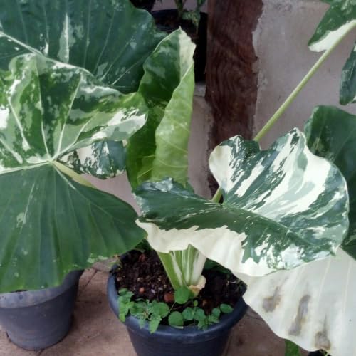 Variegated Green White Colocasia Plants, 3-6" Elephant Ear Esculenta Taro Alocasia Live Plant for Outdoor Planting, Alocasia Plants Bare Root, No Pot, Live Colocasia Houseplant