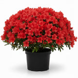 Red Azalea Plant in 4 Inch Pot, 8-10 Inch Tall, Azalea Bush Rhododendron Like Flowering Shrub with Vibrant Spring Blooms for Garden and Containers