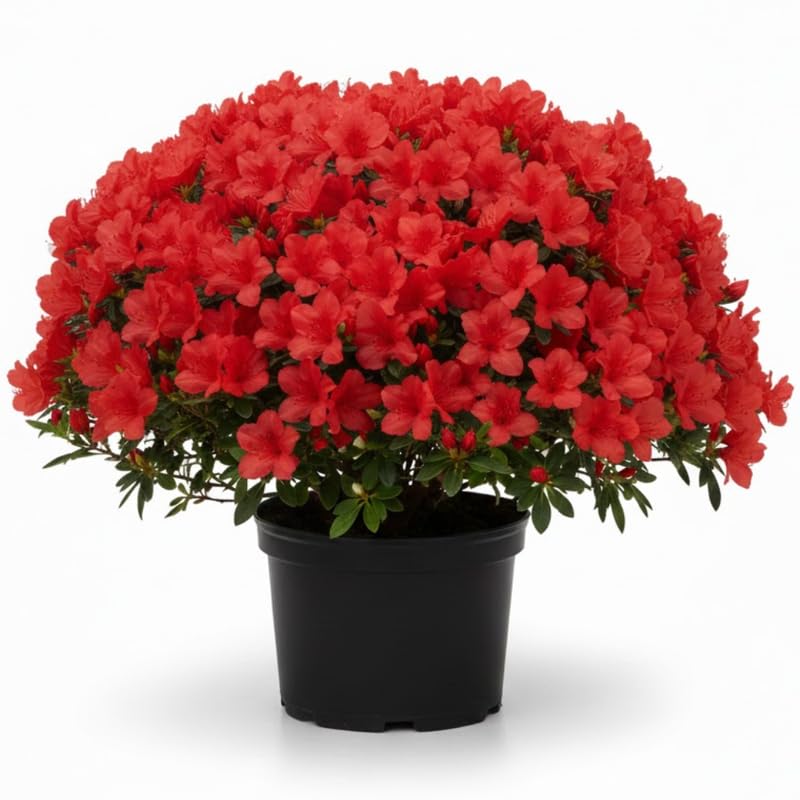 Red Azalea Plant in 4 Inch Pot, 8-10 Inch Tall, Azalea Bush Rhododendron Like Flowering Shrub with Vibrant Spring Blooms for Garden and Containers