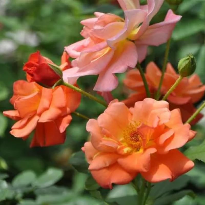 Climbing Rose Bushes Ready to Plant, Well-Rooted, Hardy Roses Tree 5 to 10 Inc Tall, Fragrant, Outdoor Planting (Orange)