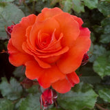 Rose Bush Live Plant, Fragrant Rose Plant Live for Planting, 5-10 Inch Tall, Ornamental Flowers Indoor Outdoor (Red Orange Rose)