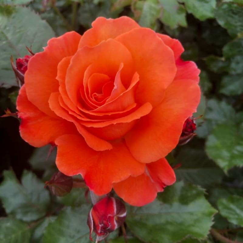 Rose Bush Live Plant, Fragrant Rose Plant Live for Planting, 5-10 Inch Tall, Ornamental Flowers Indoor Outdoor (Red Orange Rose)