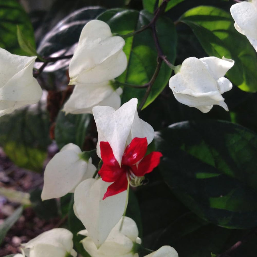 2 Clerodendrum Plants Live 5-9 Inc Tall - Great for Beautifying Indoor and Outdoor Spaces - Trailing Light Bulb Flowering Vine (White Bleeding Heart)