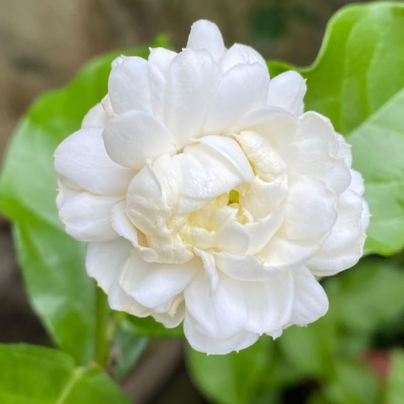 Grand Duke Jasmine Plant Live, Arabian Jasmine Flowering Vine Plant 4-9 Inch, Climbing Jasmines Well Rooted Houseplant Indoor Outdoor