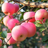 Cold Hardy Apple Tree Live Plant, Apple Fruit Plant Bare Root for Backyard Orchard, 2 to 3 Feet Tall, Easy to Plant