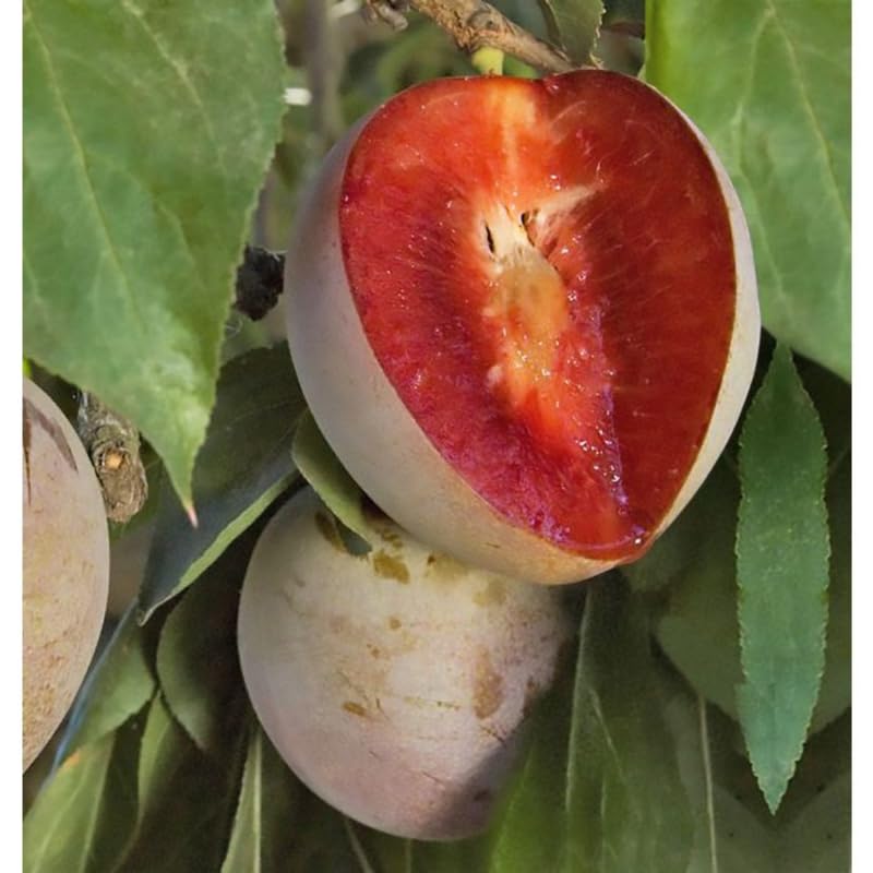 Set of 2 American Plum Trees Plants Live for Planting, 9" to 16" in Height, Bare Roots, Dormant in Winter, Outdoor Gardening, Zones 5-9
