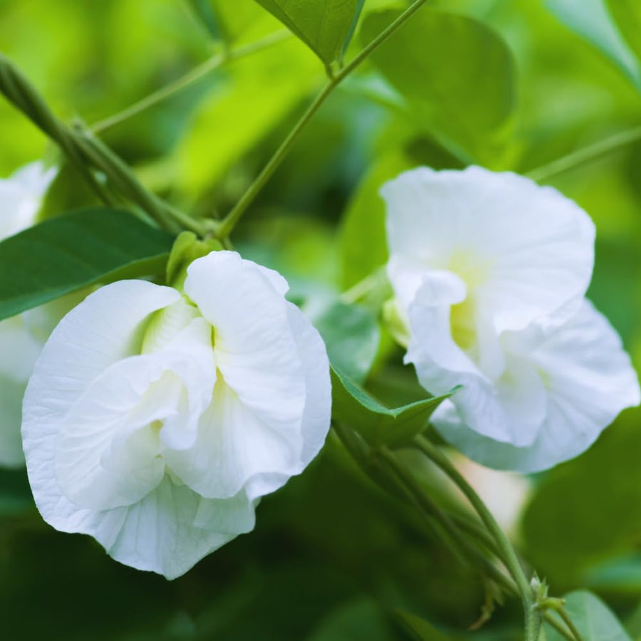 White Butterfly Pea Plant Live, 6 to 10 Inc Long Butterfly Flower Vine Plant Live Growing, 4 Inc Potted (Clitoria ternatea)