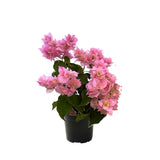 White Pink Bougainvillea Tree Live Plant, 1 Year Old Ready to Plant Outdoor, Very Hardy