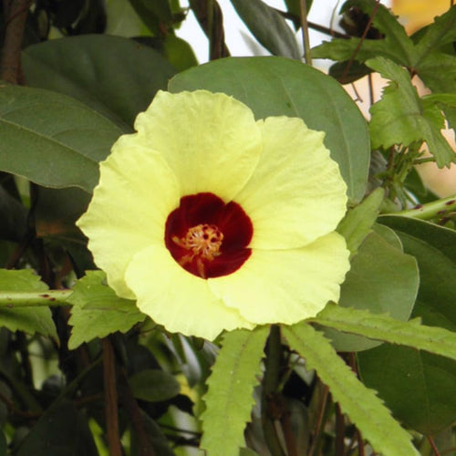 Yellow Cranberry Hibiscus Plants Live, 2 Live Plants, Live Hibiscus Plant Starter Plants from 3 to 5 Inches Tall