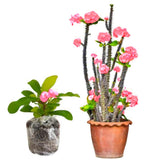 Euphorbia Milii Live Plant, Crown of Thorns Live Plant, Mix Flower Houseplant, 5-8 Inc Tall, Cold Hardy (Light Pink Salmon)