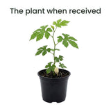 White Bittermelon Plant Live 6-8 Inches Tall in 4" Pot, Live Bittermelon Plants for Growing Outdoor Garden