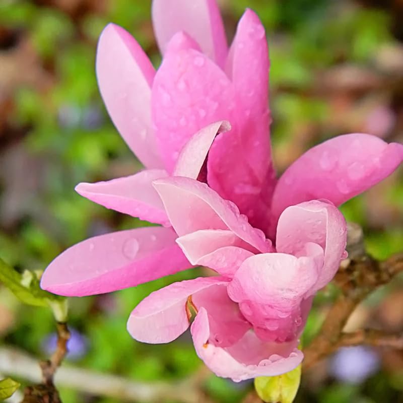 2 Magnolia Trees Live Plants, Fragrant Magnolia Plant Live for Planting Outdoor 6-12 Inch Height, in Pot, Beautiful Magnolia Flowers Tree (Jane Magnolia)