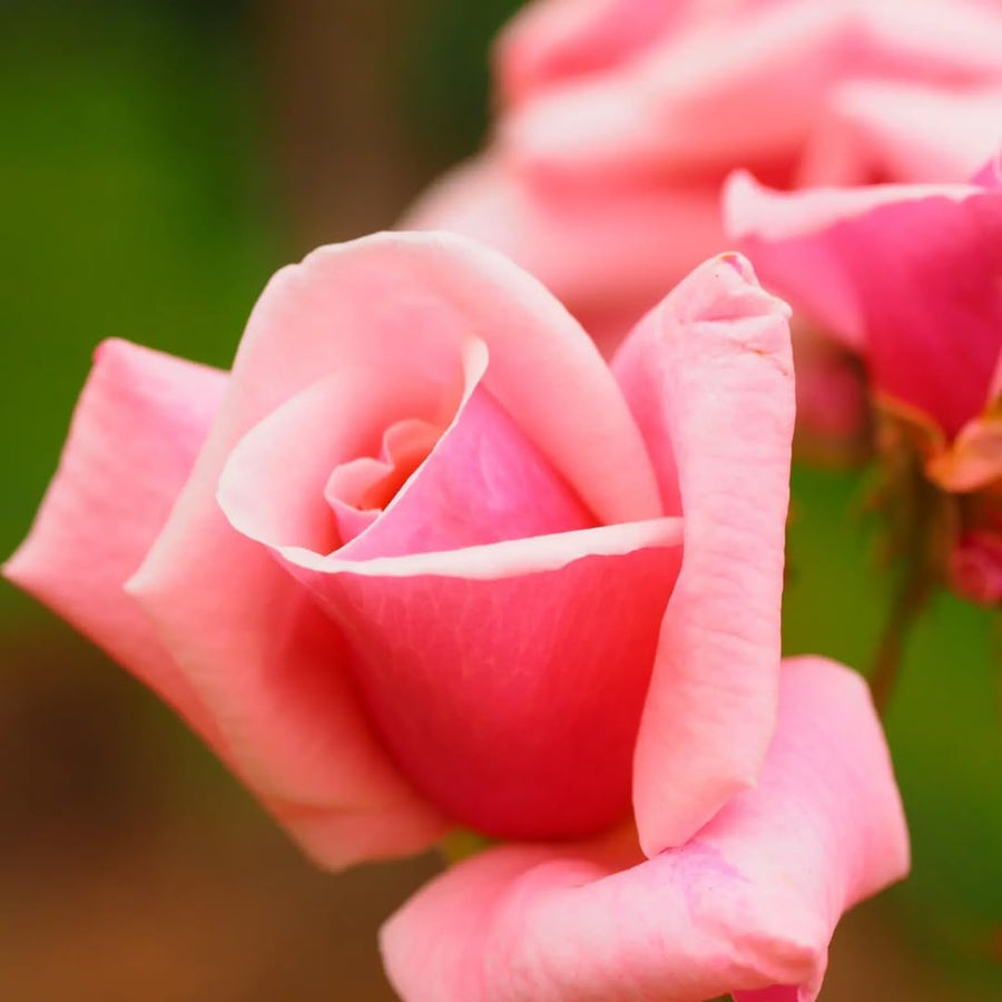 Well-Rooted Rose Live Plant, Climbing Roses Live Plant, Fragrant Climber Plant for Planting, No Leaf, Trim Back, 5-9" in Tall, Bare Root (Rose Pink)