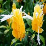 Yellow Shrimp Plant Live, 4-9" Tall, Tropical Houseplant Well-Rooted