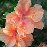 Set 2 Hibiscus Plants Live, Perennial Hibiscus Flower Trees 5-9 Inches, Outdoor Garden Planting