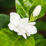 3 Maid of Orlean Jasmine Plants Live, Live Jasmine Plants, Sambac Jasmine Live Plants, 4 to 6 Inc Long, Jasmine Live Plants for Grow Garden