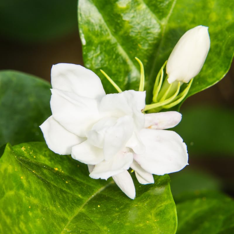 3 Maid of Orlean Jasmine Plants Live, Live Jasmine Plants, Sambac Jasmine Live Plants, 4 to 6 Inc Long, Jasmine Live Plants for Grow Garden