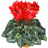 Red Cyclamen Plant Live, Hardy Cyclamen Flowers, In 4 Inc Pot, Indoor Cyclamen Houseplant with Blooming Potted Flowers