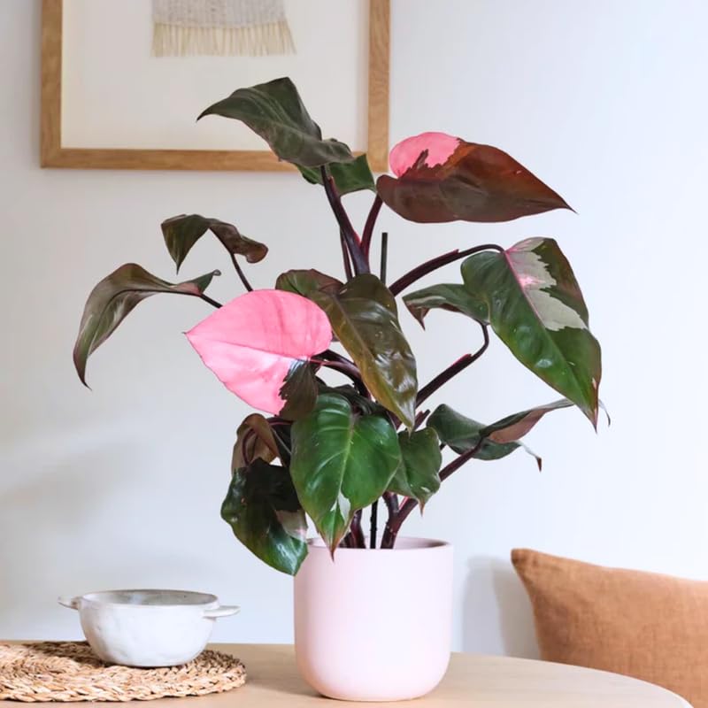 2 Pink Princess Philodendron Live Plant 5-9" Tall, Rare Tropical Indoor Houseplant Home Garden