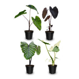 4 Alocasia Live Plants Variegated, Rare Elephant Ear Houseplant 4'' Pot for Indoor Outdoor Growing, Tropical Alocasia Plants