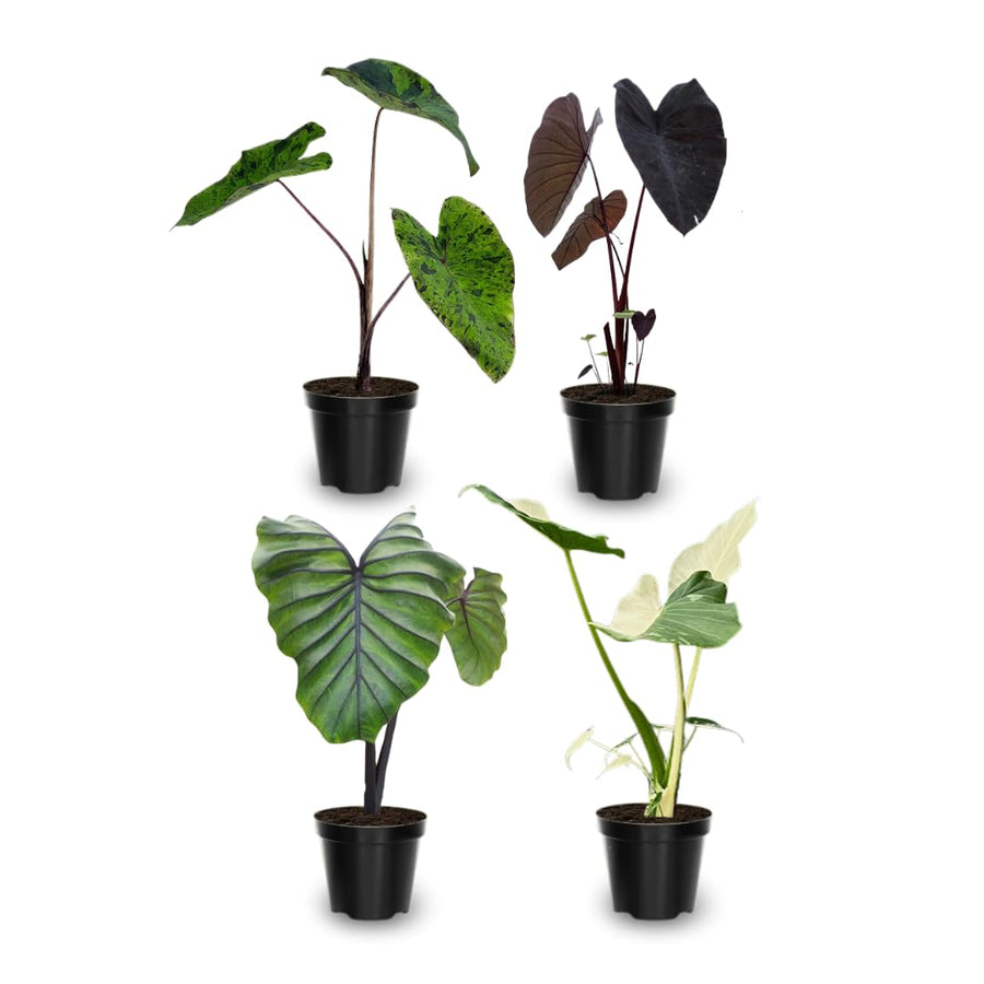 4 Alocasia Live Plants Variegated, Rare Elephant Ear Houseplant 4'' Pot for Indoor Outdoor Growing, Tropical Alocasia Plants