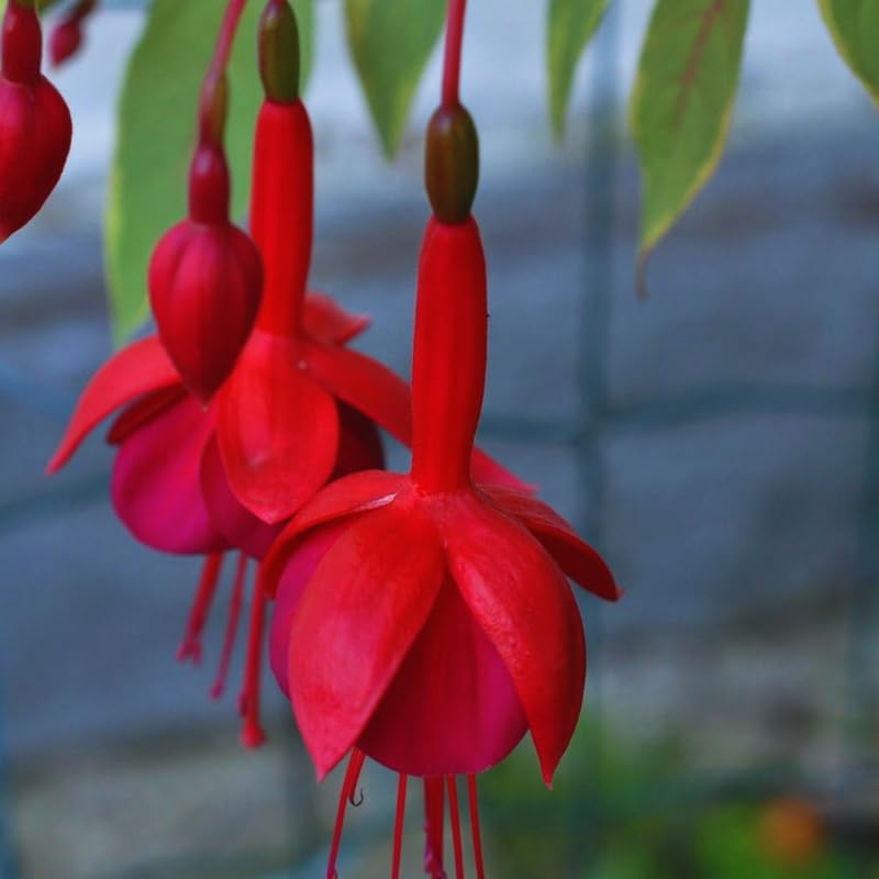 Red Fuchsia Plants Live Hanging Basket, Live Fuchsia Plant Pot, 5 Inches Pot, Hardy Colorful Flower