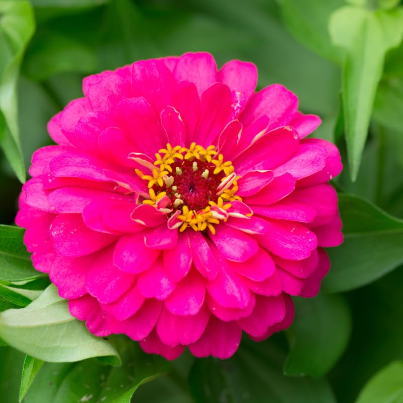 2 Pink Zinnia Plants Live, Zinnia Live Plants for Planting, Flower Plant, 4 Inches Pot
