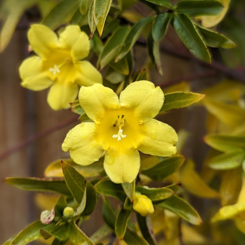 Yellow Jasmine Plant Live, Arabian Jasmine Flowering Vine Plant 4-9 Inch, Climbing Jasmines Well Rooted Houseplant Indoor Outdoor