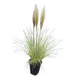 2 Plants of Pampas Grass Plant, White Pampas Grass Plants Live from 5 Inches in Height Ornamental Grass Plant Live