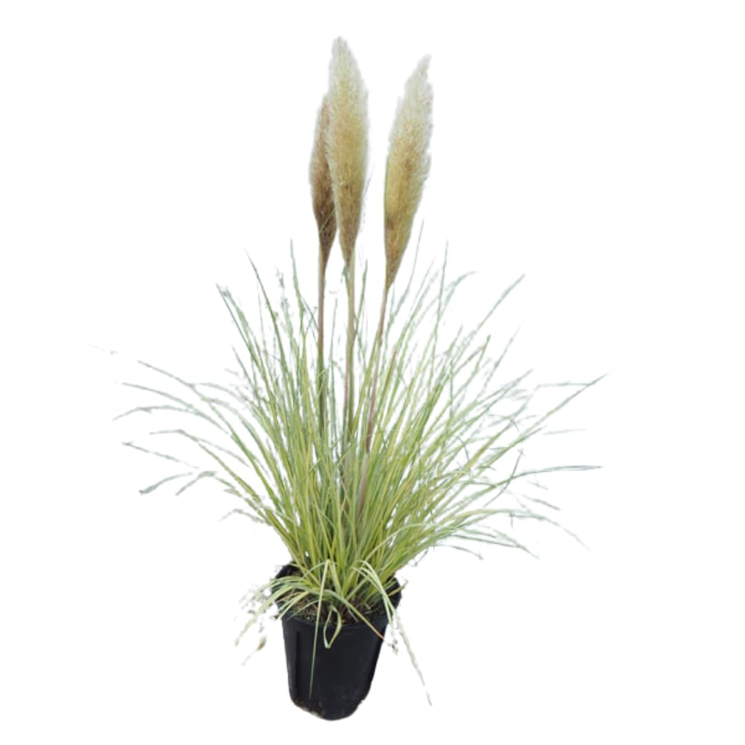 2 Plants of Pampas Grass Plant, White Pampas Grass Plants Live from 5 Inches in Height Ornamental Grass Plant Live