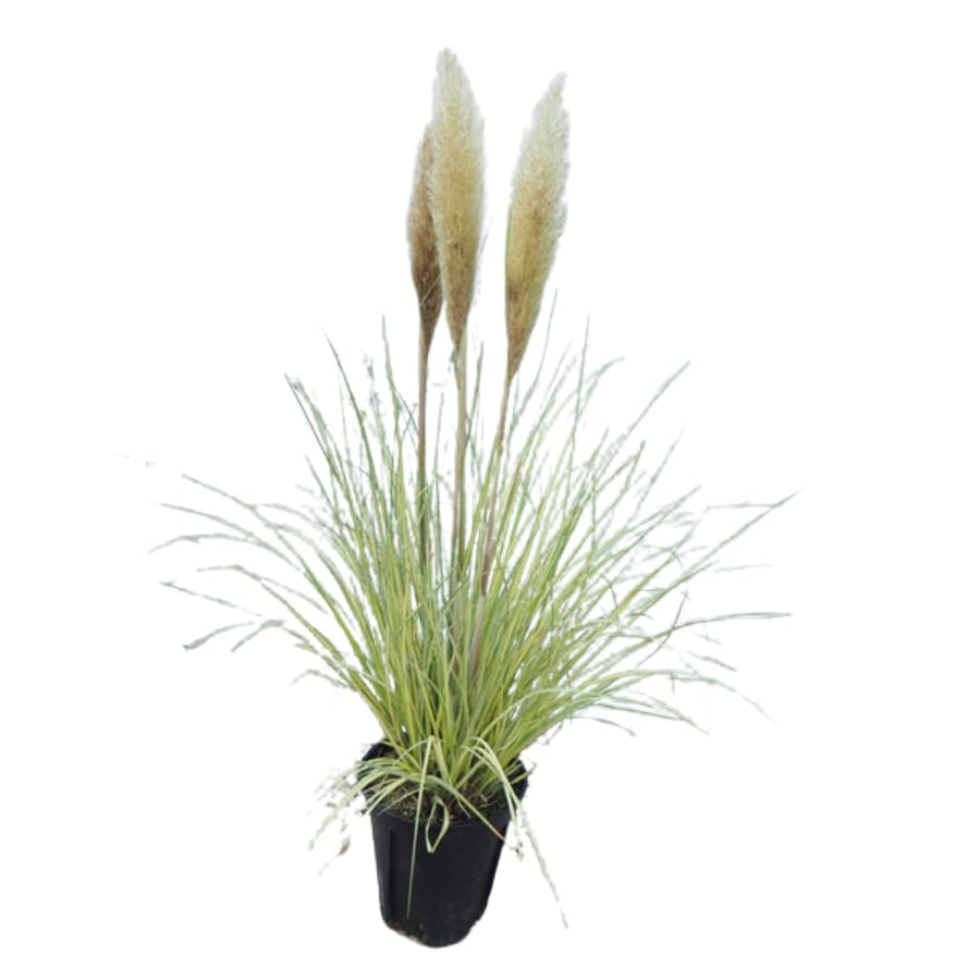 2 Plants of Pampas Grass Plant, White Pampas Grass Plants Live from 5 Inches in Height Ornamental Grass Plant Live