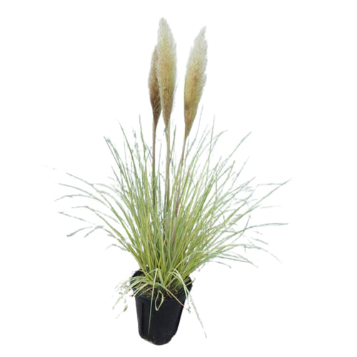 2 Plants of Pampas Grass Plant, White Pampas Grass Plants Live from 5 Inches in Height Ornamental Grass Plant Live