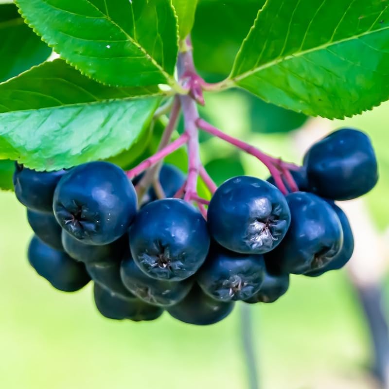 Black Chokeberry Plant Live for Planting 6-12 Inch Tall, Aronia Berry Plant Edible Berry