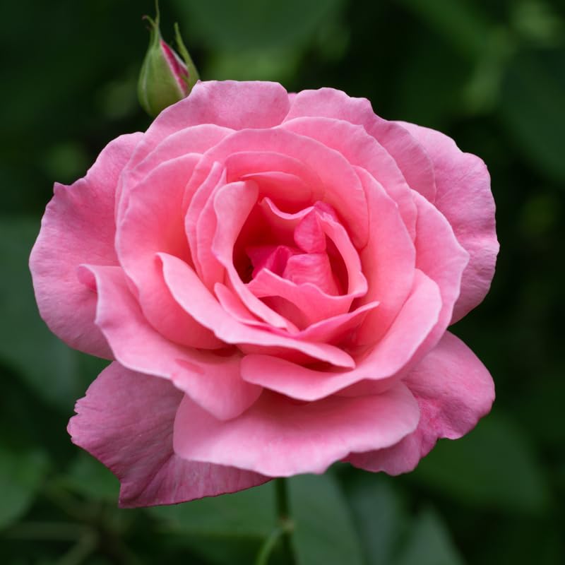 Rose Plant Live Ready to Grow Outdoor Indoor, 5-9 Inc Tall, Heirloom Rose Bush Live Plant for Planting, Fragrant Flowers Vibrant Blooms (Pink Rose)