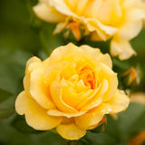 Rose Plant Live Ready to Grow Outdoor Indoor, 7-10 Inch Tall, Heirloom Rose Bush Live Plant for Planting, Repeat Blooming Fragrant Rose (Yellow Rose)