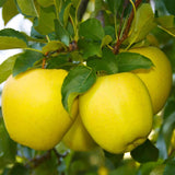 Delicious Apple Tree Live Plant, Bareroot 2 to 3 Feet Tall, Sweet Apple Plant Live for Planting, Live Apple Tree Plant, Apple Fruit Tree (Yellow Apple)