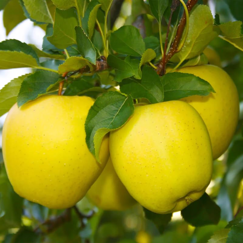 Delicious Apple Tree Live Plant, Bareroot 2 to 3 Feet Tall, Sweet Apple Plant Live for Planting, Live Apple Tree Plant, Apple Fruit Tree (Yellow Apple)