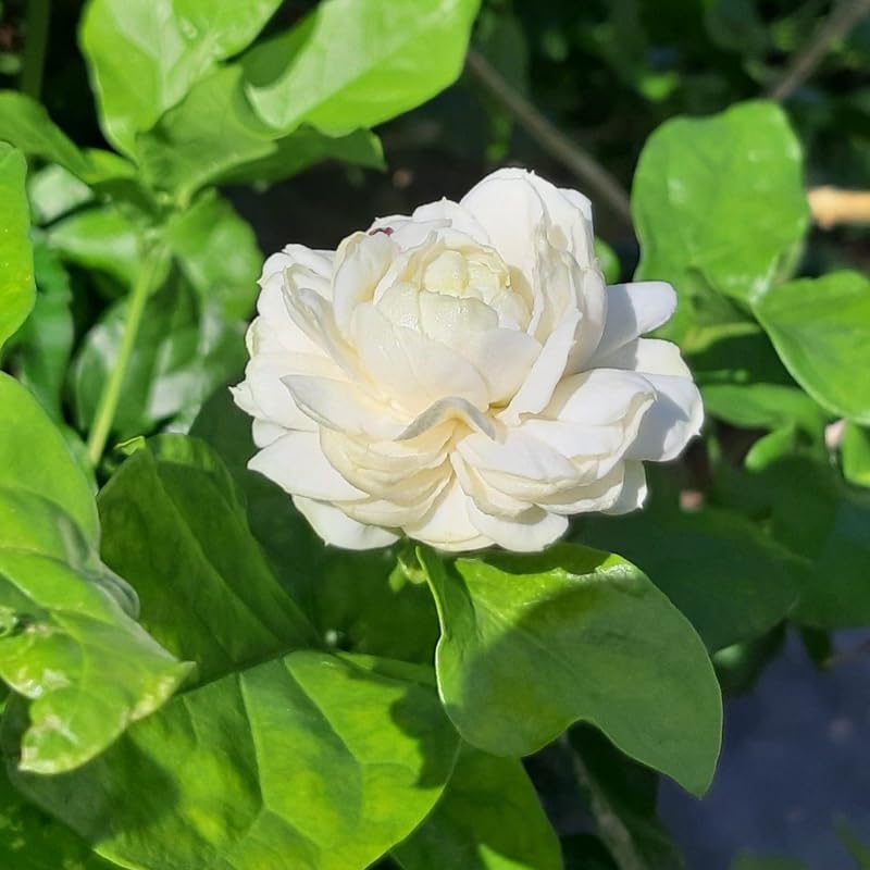 Sambac Jasmine Live Plant in Pot, 10-12 Inch Tall, Fragrant White Jasmine Flower Plant Potted for Planting