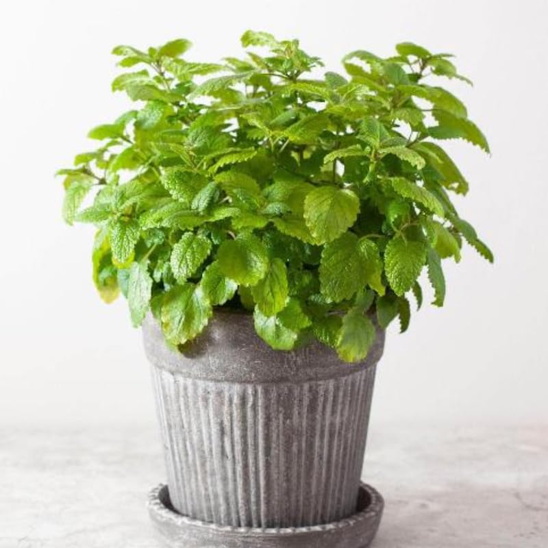 Set 3 Lemon Balm Plants Live, 5-9 Inch Tall, Fragrant Herb Plant for Indoor Outdoor Growing, Well-Rooted