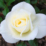 Rose Plant Live, Rose Bush Live Plant for Planting Your Garden, 5-9" Height Well-Rooted, Fragrant Flowers Vibrant Blooms (White Rose)
