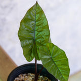 3 Colocasia Plants Live, Elephant Ear Caladium Esculenta Plants, 5 to 8 Inc Tall (Black Stems)