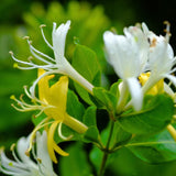 Honeysuckle Vine Live Plant, 6-7" Tall Starter, Climbing Honeysuckle Flowering Vine for Outdoor Garden, Trellis, Fence, or Landscape
