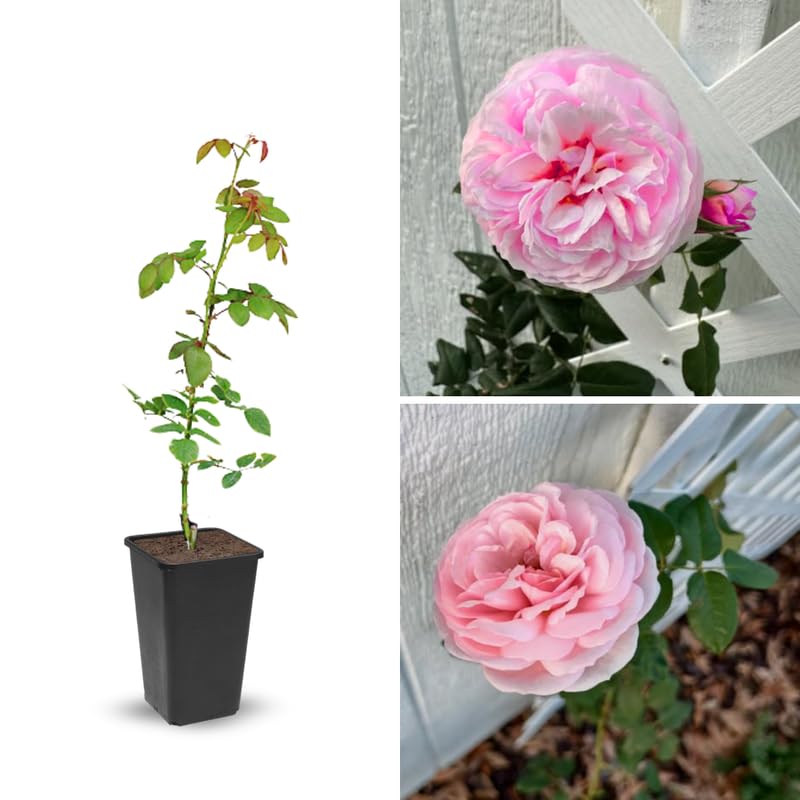 Light Pink Climbing Roses Live Plants 7 Months Old, Rose Bushes Ready to Plant 5-9" Tall, Very Fragrant, Can Grow As Climber or Bush Tree or Trellises, Walls, Fences
