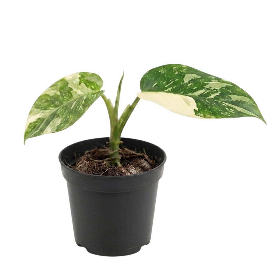 Set of 2 Live Variegated Green Philodendron Plants in 4 Inch Pots, Tropical Indoor Houseplants with Variegated Foliage, Ready to Grow