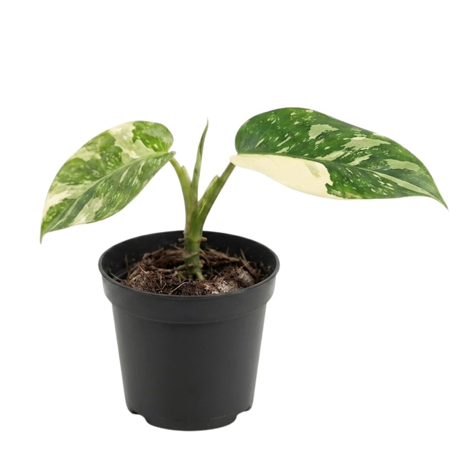 Set of 2 Live Variegated Green Philodendron Plants in 4 Inch Pots, Tropical Indoor Houseplants with Variegated Foliage, Ready to Grow
