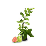 Guava Tree Plant Live, Pink Guava Plant, 6 to 10 Inc Tall, Indoor Outdoor Backyard Fruit Tree